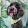LaFontaine Designer Dogs Mobile Grooming, California, Carlsbad