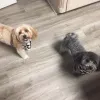 Foxy Pup Grooming Salon & Spa, Texas, Mansfield
