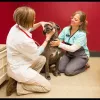 Black Dog Veterinary Services, Montana, Bozeman