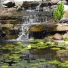 Koi Depot of San Diego, California, Lakeside