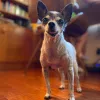 Cozycroft Pet Hospital, California, Chatsworth