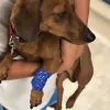 Orange County Emergency Pet Clinic, California, Fullerton