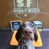 SF Puppy Prep, California, San Francisco