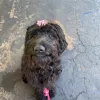 Dawna's Pet Parlor, California, Grover Beach