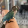 JC Aviary, Texas, Austin