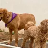 PoshPaws, California, Coronado