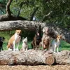 K9 Mastery, Texas, Pflugerville