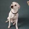 Animal Emergency Clinic, California, Victorville