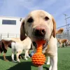 Pet Palace, Ohio, Cleveland