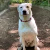 Bone-a-Fide Dog Ranch, Washington, Snohomish