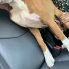 The Royal Pet Resort and Spa, Texas, Arlington