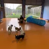 Lucy's Doggy Daycare and Spa, Texas, San Antonio