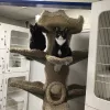 Kittyland Resort & Spa, California, Ventura