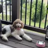North Georgia Veterinary Specialists, Georgia, Buford