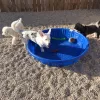 Kara's K9 Retreat, Texas, San Antonio