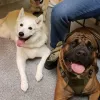 Beach Pet Hospital, Hawaii, Virginia Beach