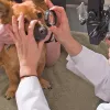 Eye Care for Animals, California, Tustin