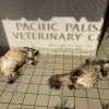 Pacific Palisades Veterinary Center, California, Pacific Palisades