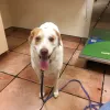 Mayde Creek Animal Health Center, Texas, Katy