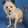 Planet Pooch, California, Redwood City