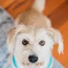 Pet Gallery, Georgia, Atlanta
