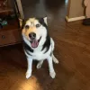 Foxmoor Pet Care, Texas, Tomball