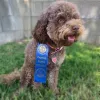 Hope Dog Training, California, Norco
