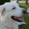 Brykerwood Veterinary Clinic, Texas, Austin