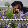 Scotty's California Rottweiler Ranch, California, Oroville