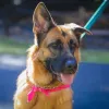 German Shepherd Rescue of Orange County, California, Newport Beach