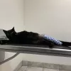 Veterinary Specialty Center Pet Hotel, California, Stockton