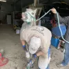 Kolb Professional Farrier Service, Washington, Snohomish