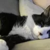 Feral Friends Community Cat Alliance, Texas, Richardson