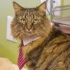 Toro Park Animal Hospital, California, Salinas