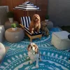 Doggie Heaven Bed And Breakfast, California, Palm Springs