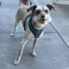 Pet Partners, California, Long Beach