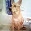 Gentle Touch Home Vet, Georgia, Atlanta