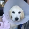 Animal Emergency Center Of North Fulton, Georgia, Roswell