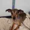 Fur Grooming Salon & Self Bathe, California, Simi Valley