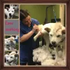 Dog Days Delight, Florida, Cape Coral