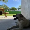 Yoli’s Dog House, Florida, Miami