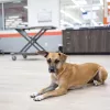 VetIQ Petcare, Colorado, Lafayette