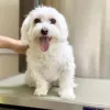 Vine Animal Hospital, Georgia, Alpharetta