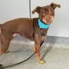 Analy Veterinary Hospital, California, Sebastopol