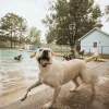 The Barkly Pet Retreat and Spa, Texas, Montgomery