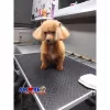 Amore Pet Grooming, Florida, Hialeah