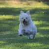 Sierra Veterinary Care, California, Sonora