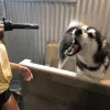 Lees Pet Supply, California, El Dorado Hills
