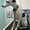Intown Animal Hospital, Georgia, Atlanta