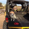 Brown Trail Animal Hospital, Texas, Bedford